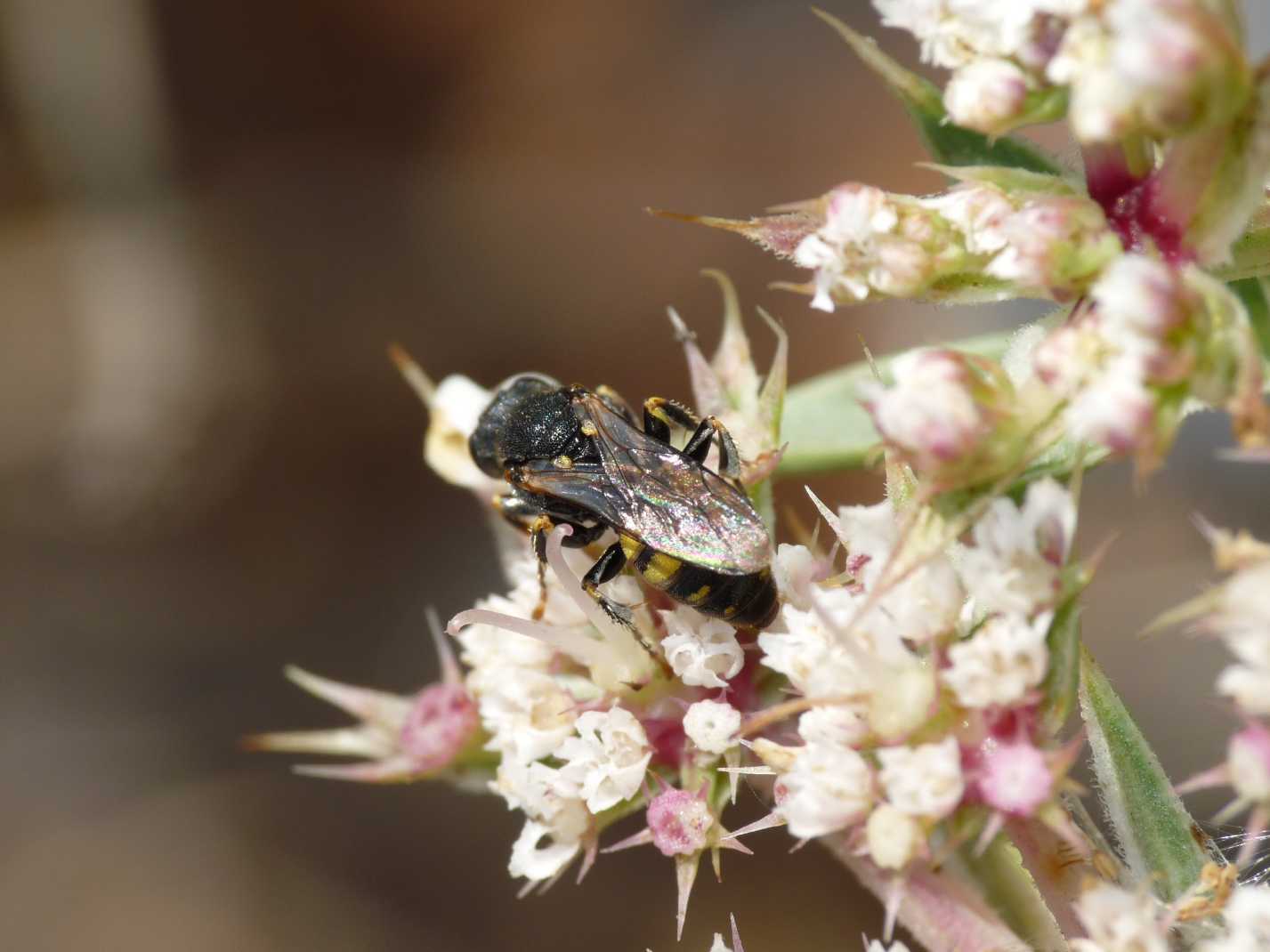 Oxybelus sp. (Crabronidae)